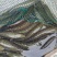 土财鱼土鲶鱼