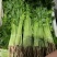 江苏香芹大量供应精选品质产地量大价优全国发货