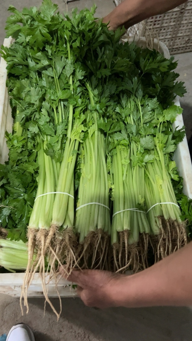 江苏香芹大量供应精选品质产地量大价优全国发货