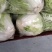 秦白2号大白菜大量上市中，货量充足支持全国各地发货