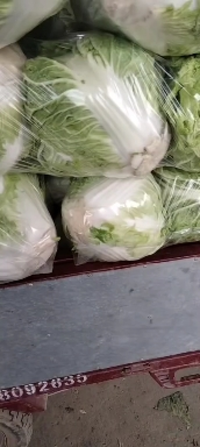 秦白2号大白菜大量上市中，货量充足支持全国各地发货