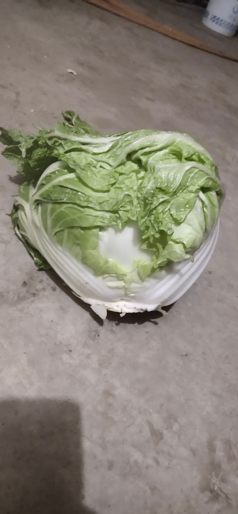秦白2号大白菜大量上市中，货量充足支持全国各地发货