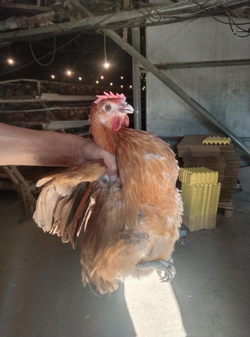 湖北随州养殖场淘汰老母鸡货源充足，大量批发(绿壳蛋鸡)