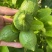 无核香水柠檬