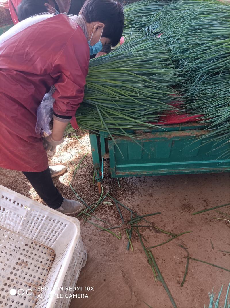 香葱，小葱大量上市需要联系我河北邯郸，大棚种植，小香葱