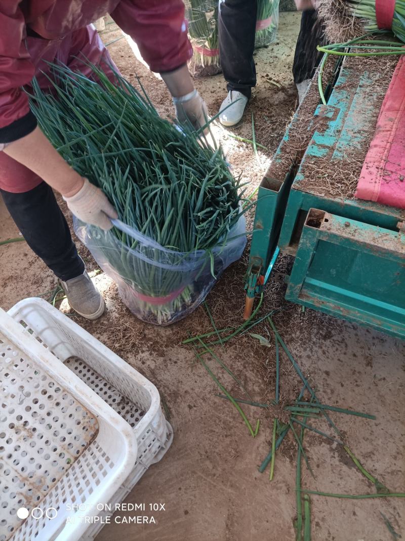 香葱，小葱大量上市需要联系我河北邯郸，大棚种植，小香葱