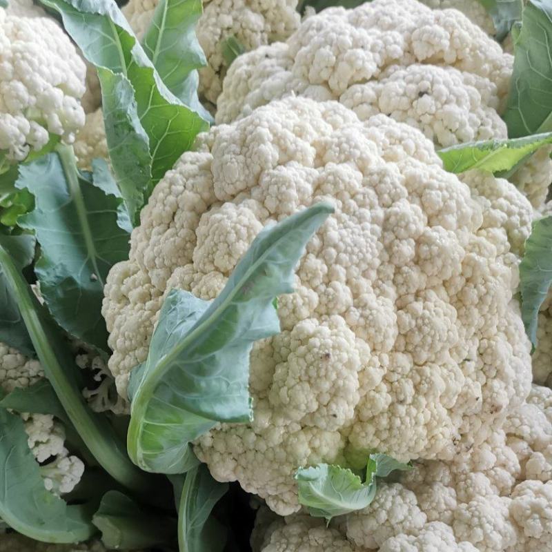 【热卖】精品青梗松花菜种植基地直发保质保量欢迎选购