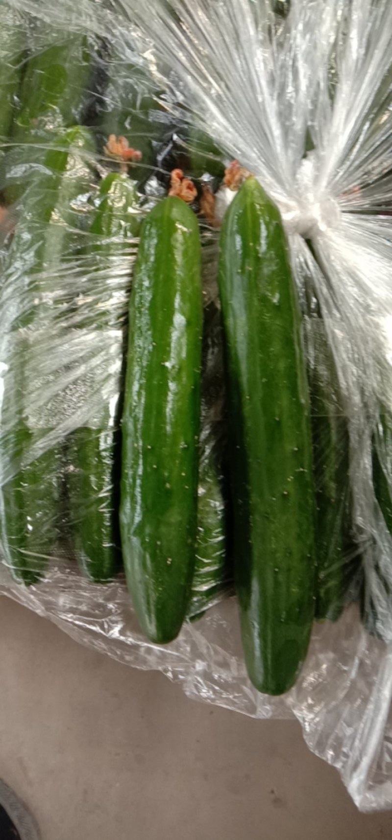 鲜花油皮小黄瓜！