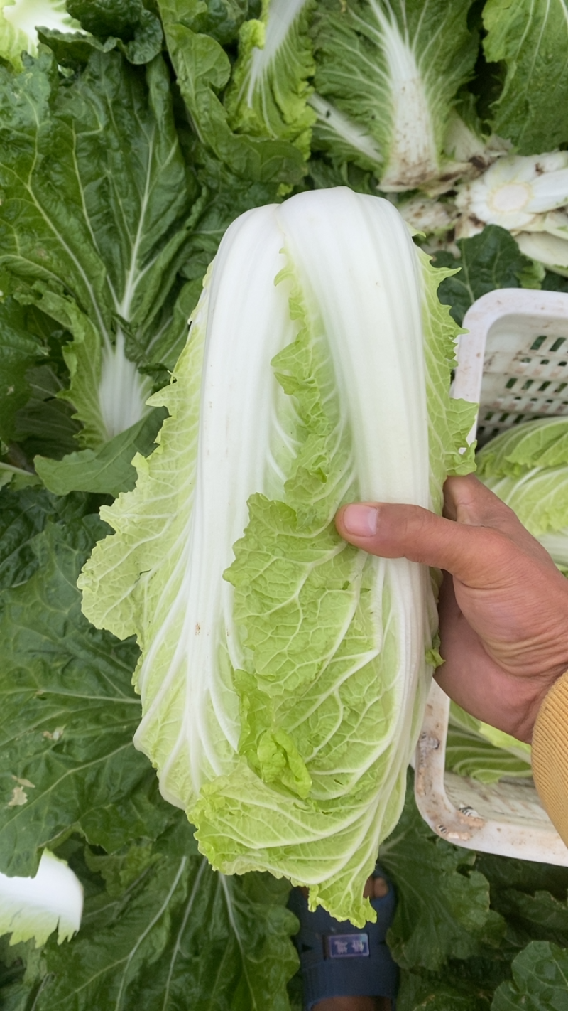 义和小秋白菜大量上市。水灵无筋，