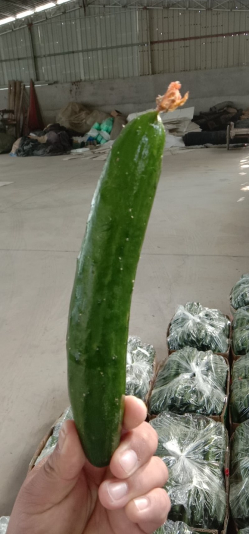 鲜花油皮小黄瓜！