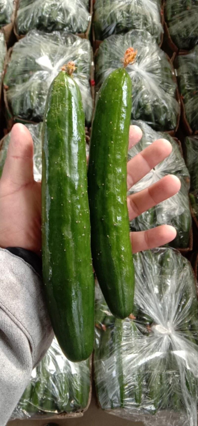 鲜花油皮小黄瓜！