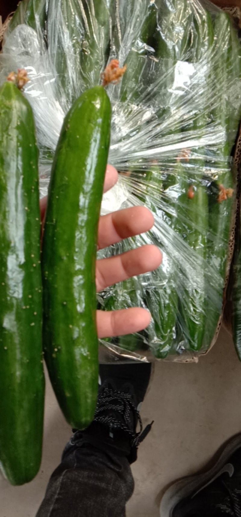 鲜花油皮小黄瓜！