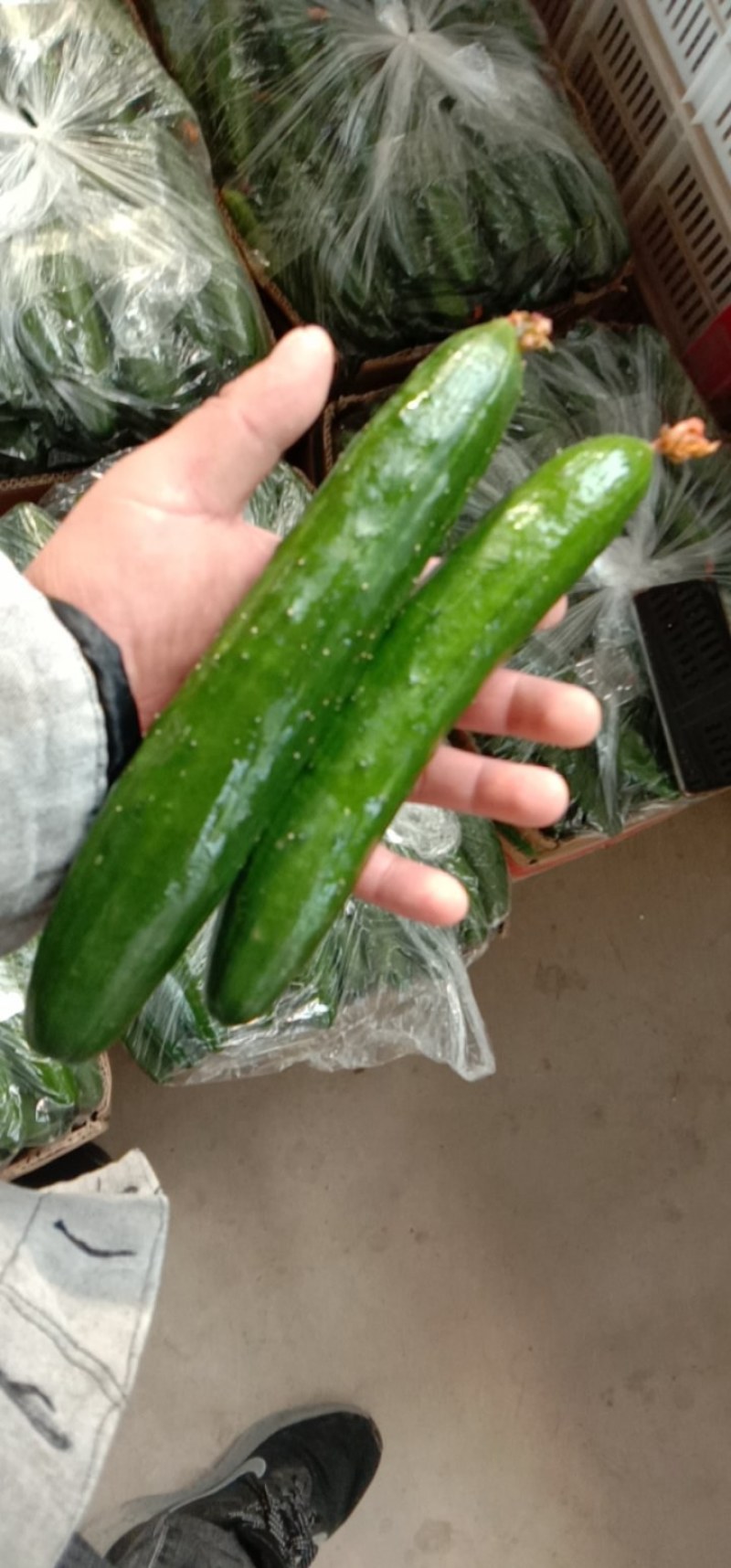鲜花油皮小黄瓜！