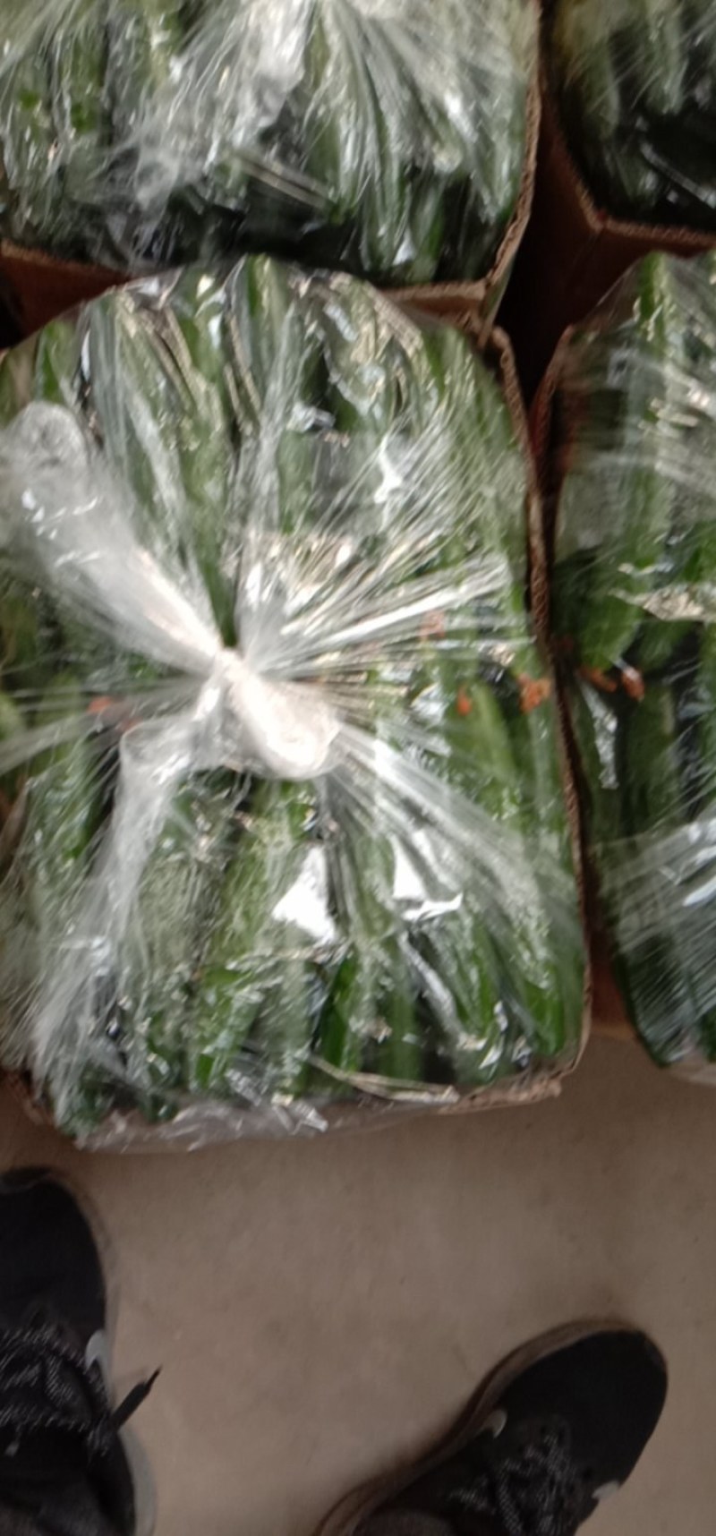 鲜花油皮小黄瓜！