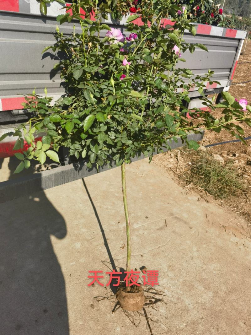 棒棒糖月季果汁阳台观赏月季天方夜谭红苹果国月欧月