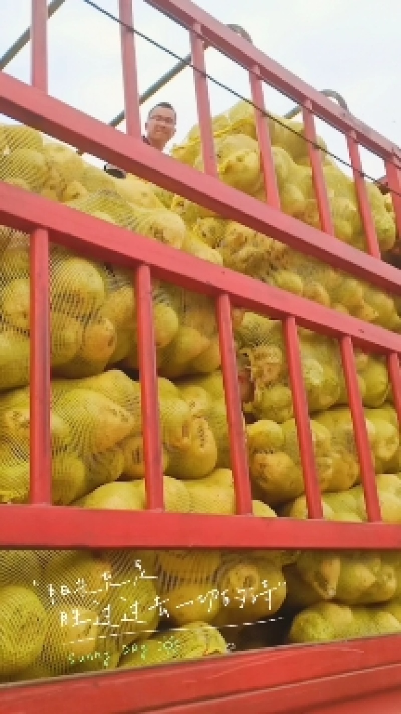 山西文水芥菜头，大头菜超市，电商散装，袋子装，削根带叶子