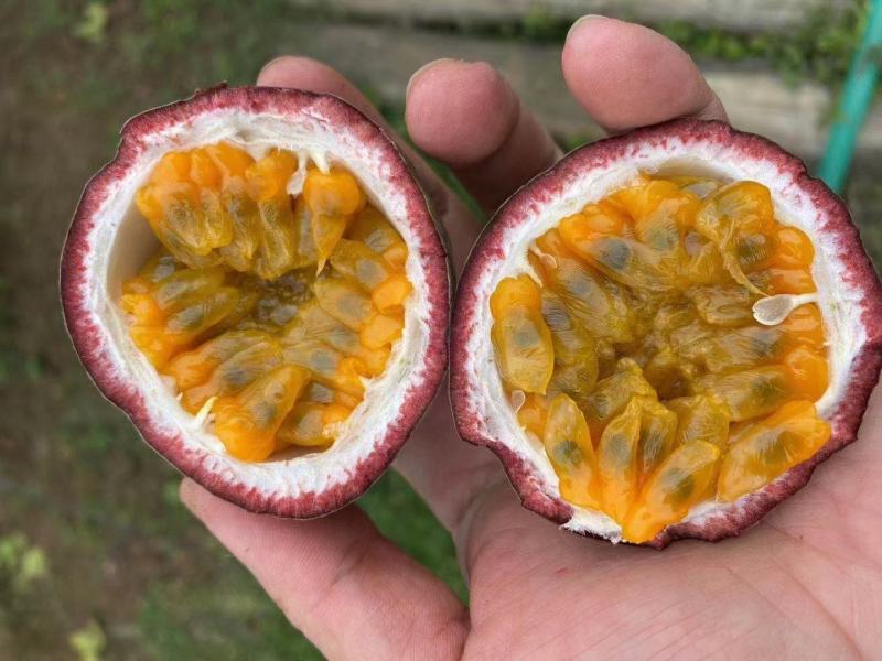 紫香一号百香果靓果30元5斤