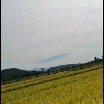 优质稻晚稻