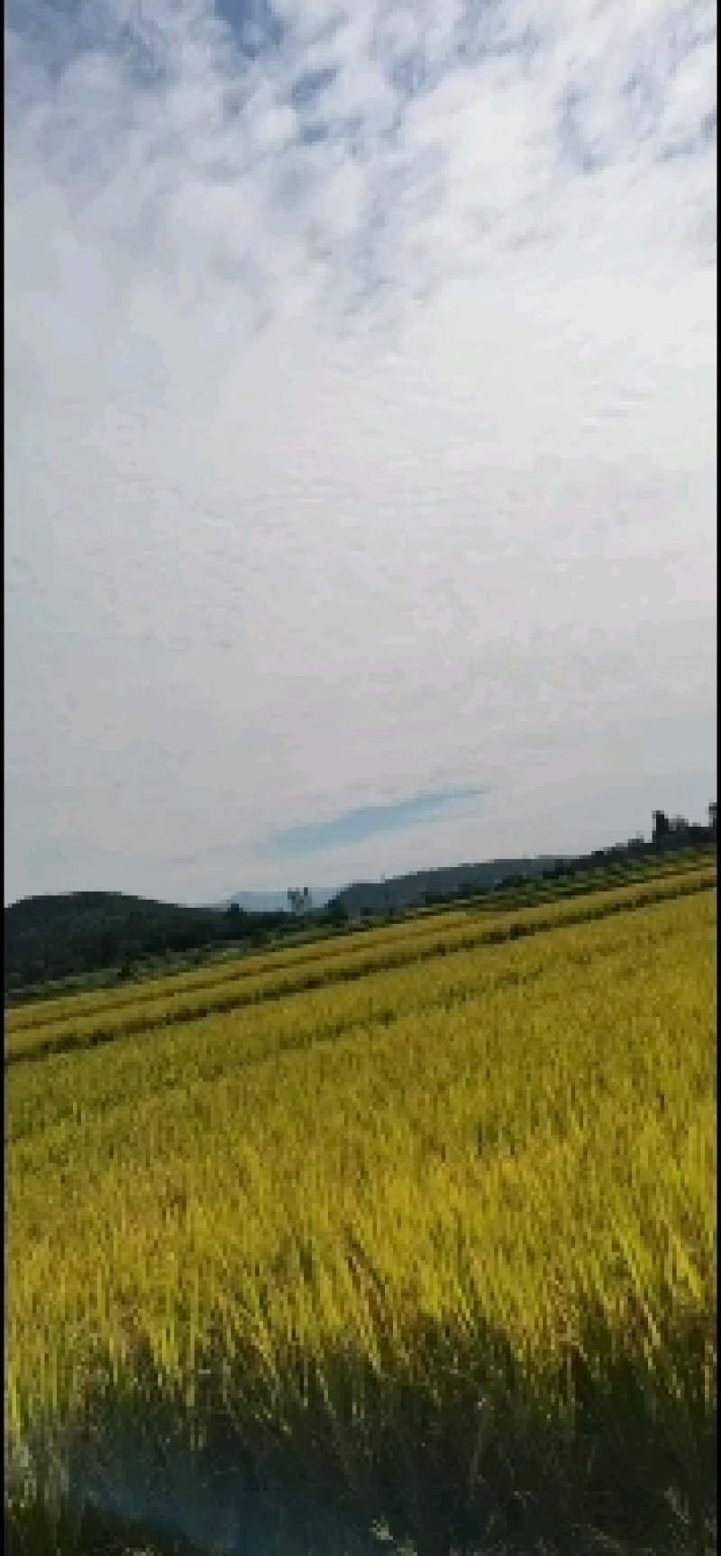 优质稻晚稻