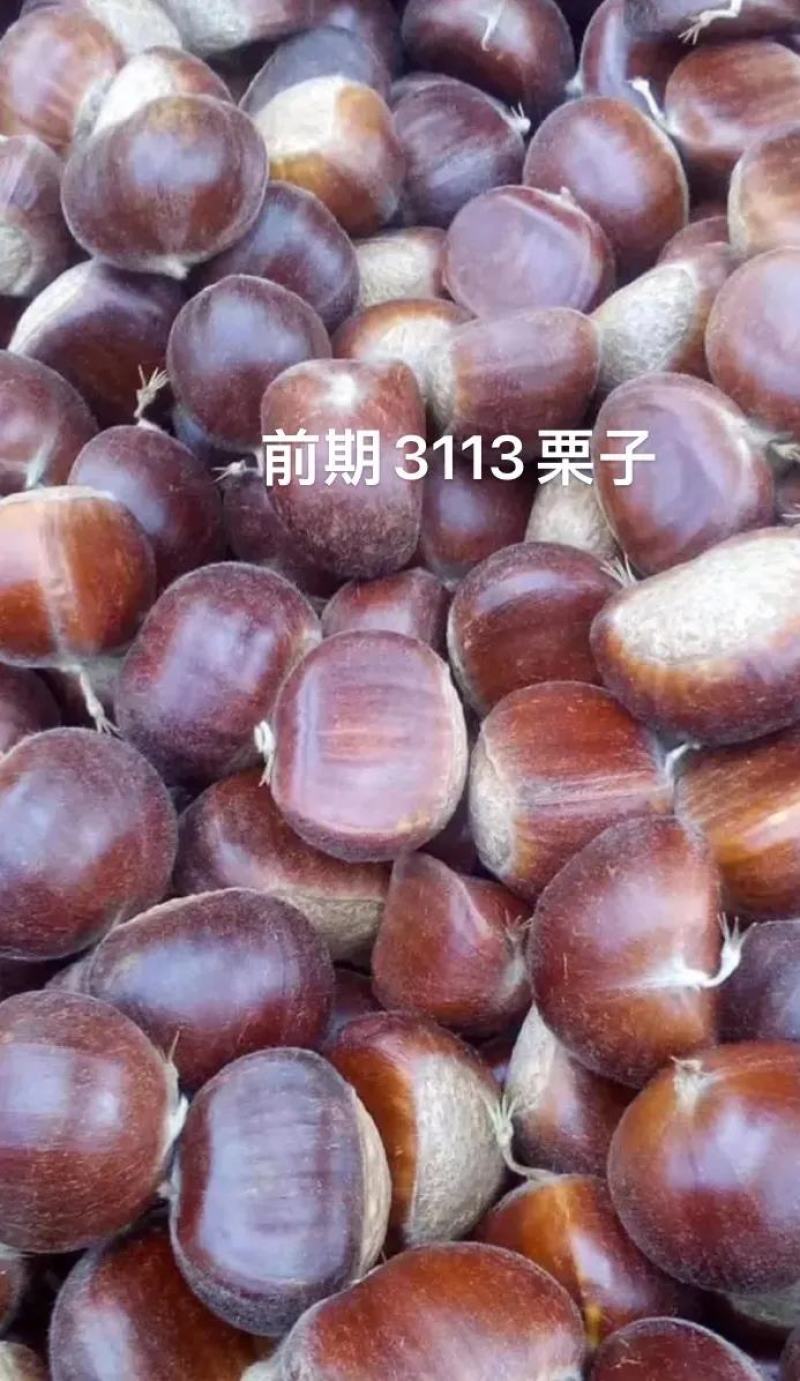 2022迁西生板栗生栗子正宗燕山栗子新鲜板栗生新鲜