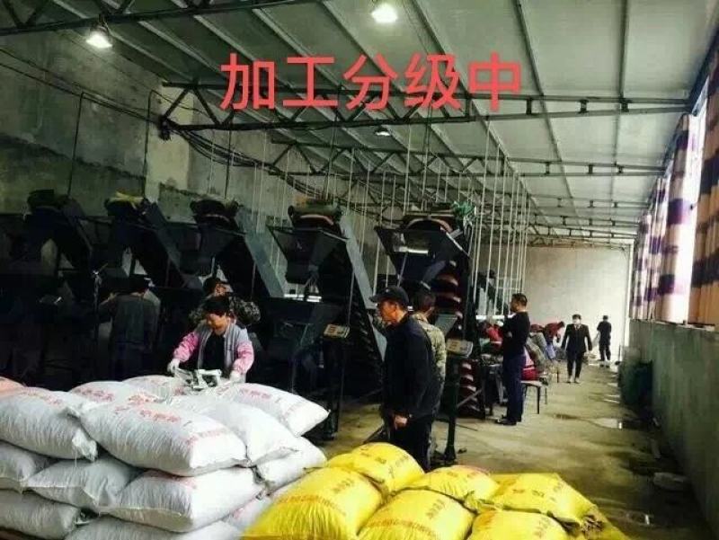 2022迁西生板栗生栗子正宗燕山栗子新鲜板栗生新鲜