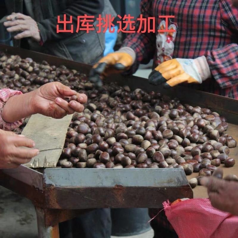 2022迁西生板栗生栗子正宗燕山栗子新鲜板栗生新鲜