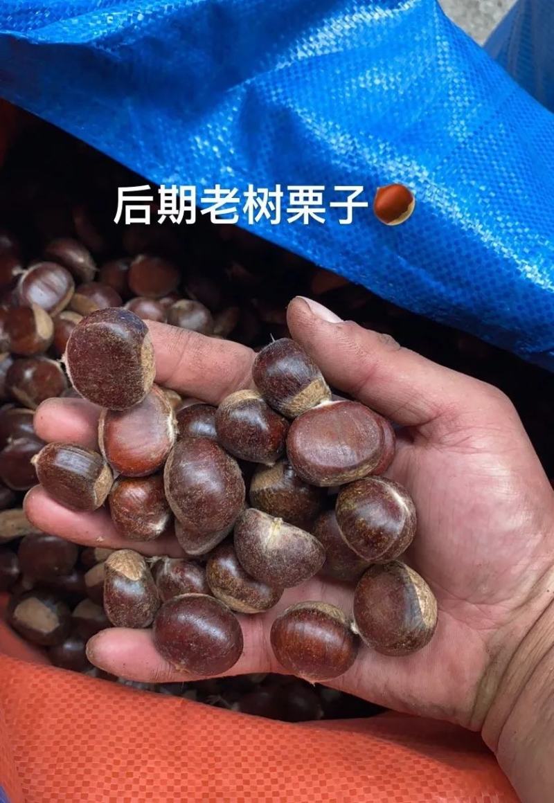 2022迁西生板栗生栗子正宗燕山栗子新鲜板栗生新鲜
