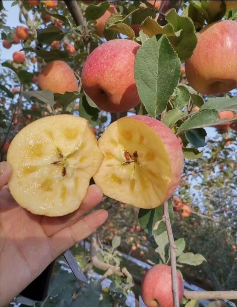 新疆阿克苏冰糖心苹果！产地直发，质量从优，价格美丽。