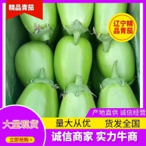 【优选】辽宁鞍山海城茄子精品绿茄子青茄量大