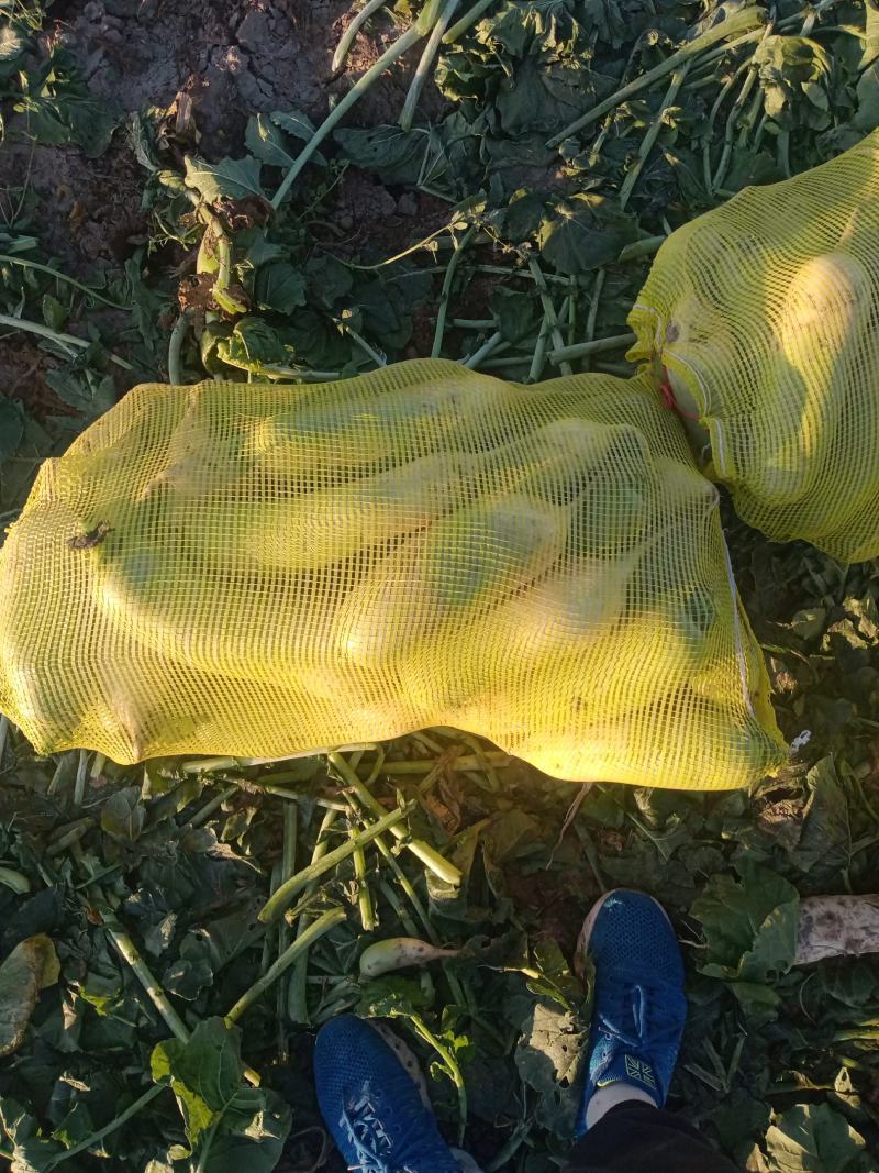 【牛商商家】山西萝卜，青萝卜，产地发货，量大从优