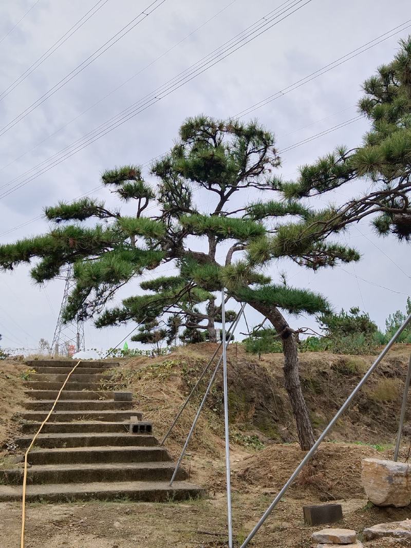 造型景观松，工程用平顶松，大型古松，盆景松
