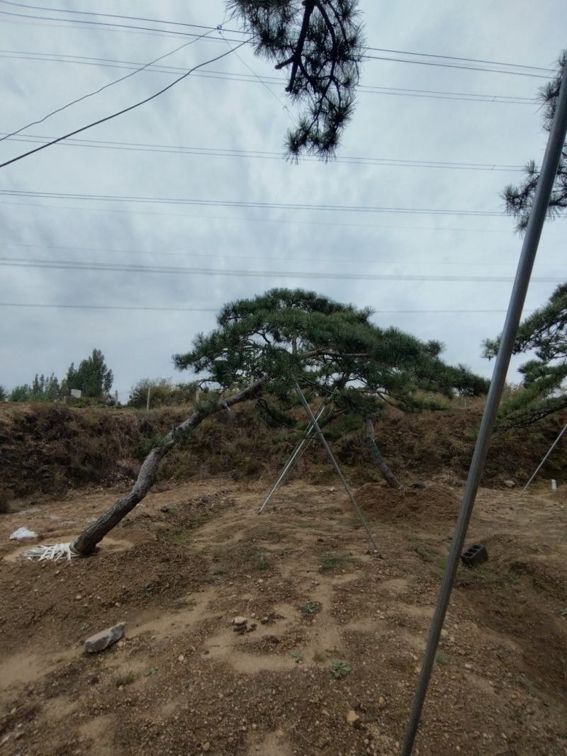 造型景观松，工程用平顶松，大型古松，盆景松