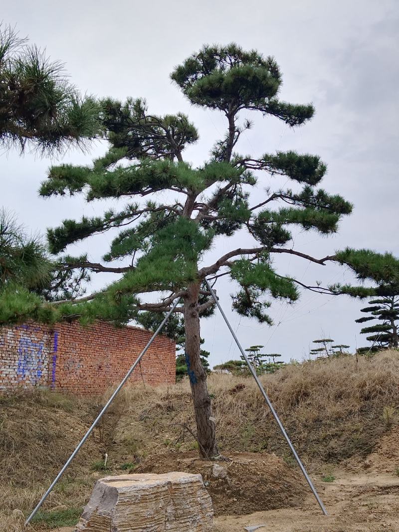 造型景观松，工程用平顶松，大型古松，盆景松
