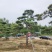 造型景观松，工程用平顶松，大型古松，盆景松