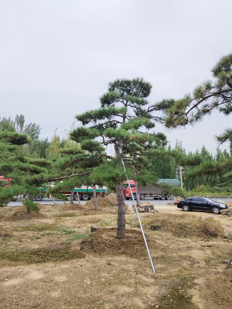 造型景观松，工程用平顶松，大型古松，盆景松