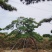 造型景观松，工程用平顶松，大型古松，盆景松