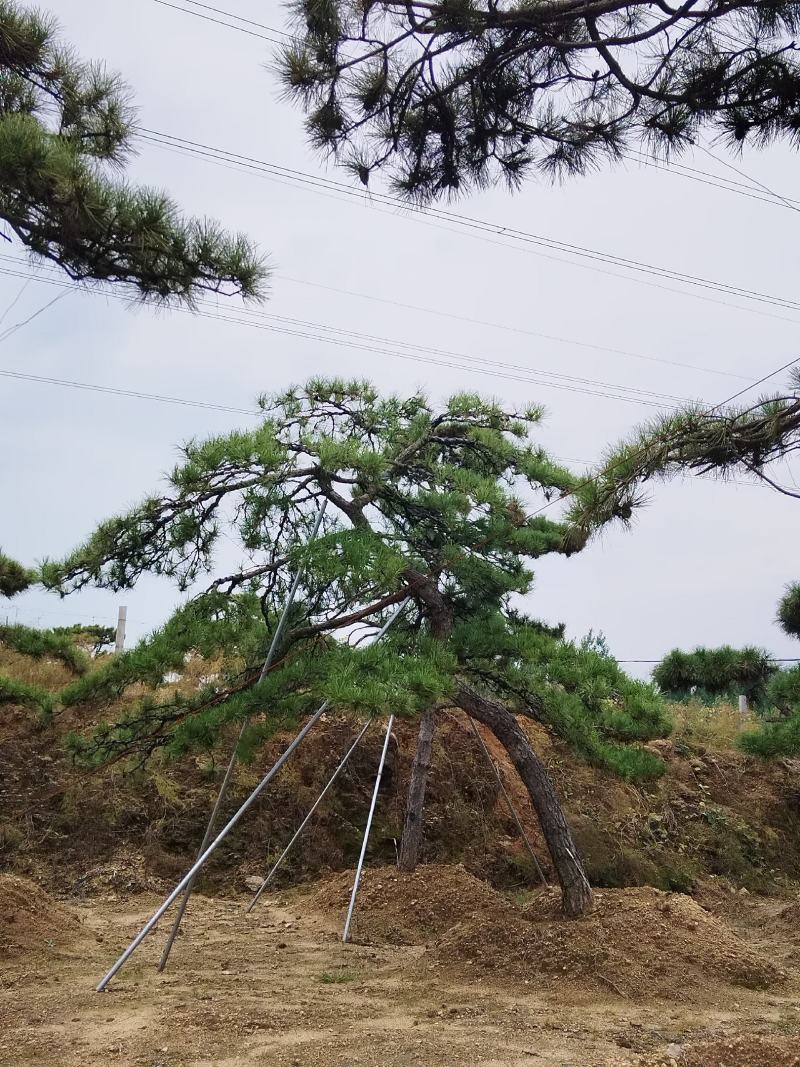 造型景观松，工程用平顶松，大型古松，盆景松