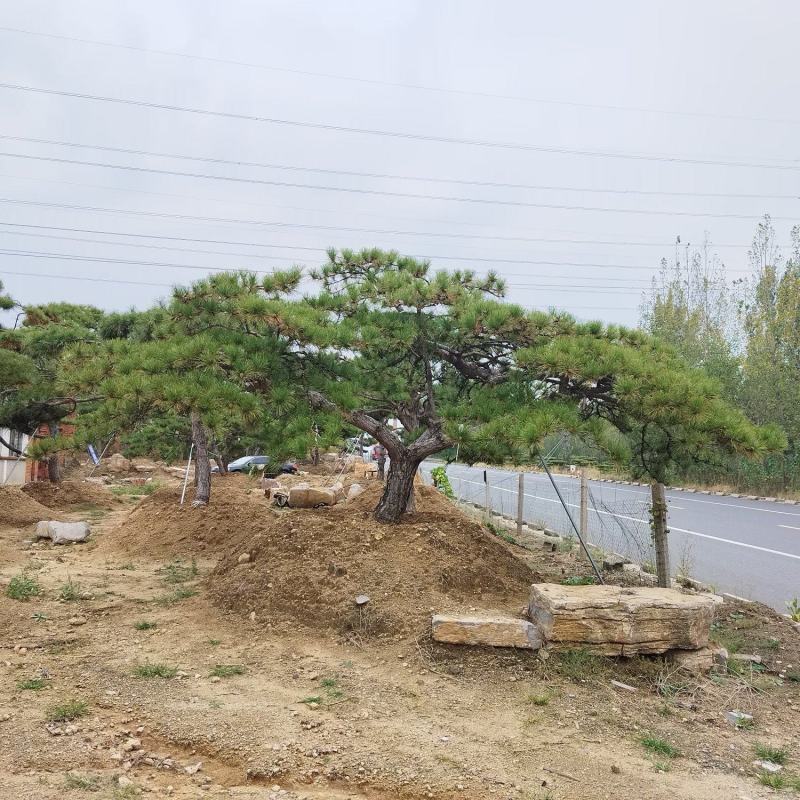 造型景观松，工程用平顶松，大型古松，盆景松
