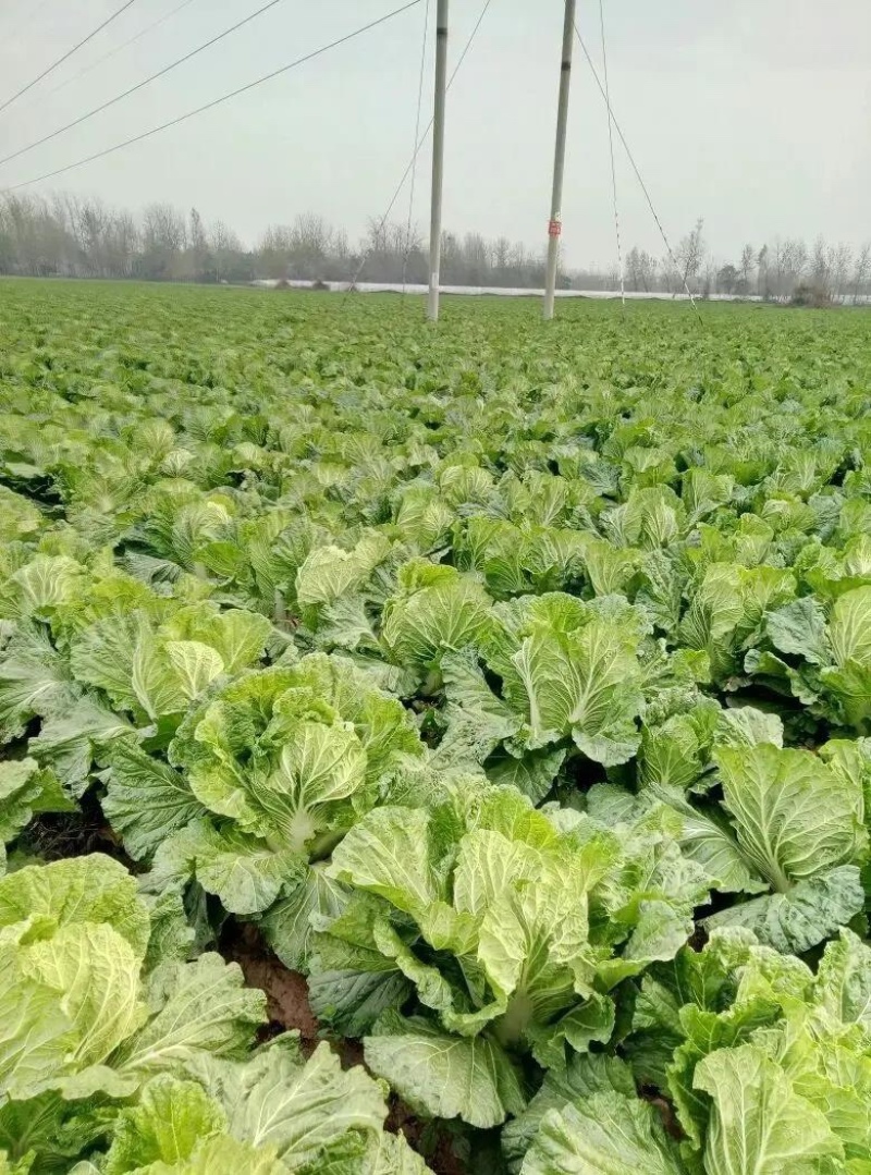 【推荐】精品夏阳白菜大量上市质量保证欢迎采购