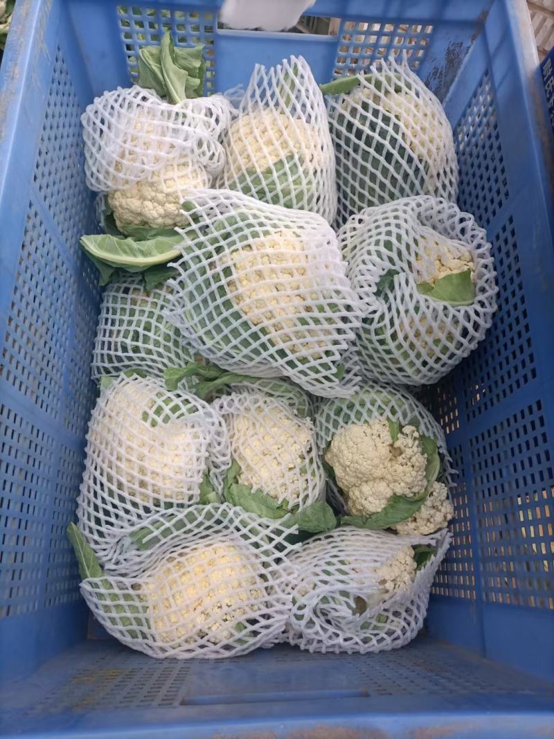 【精品】松花菜白面青梗散花花菜小米粒松花菜保质保量