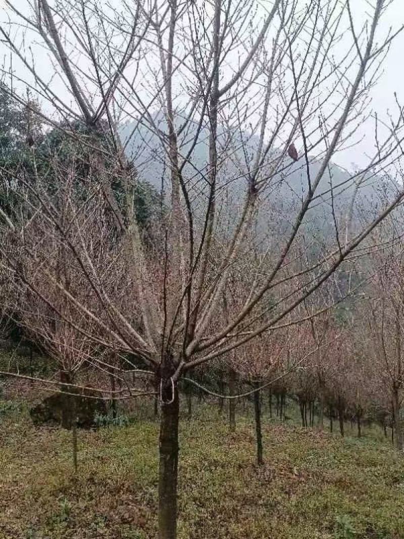 樱花，规格齐全，量大从优，保质保量