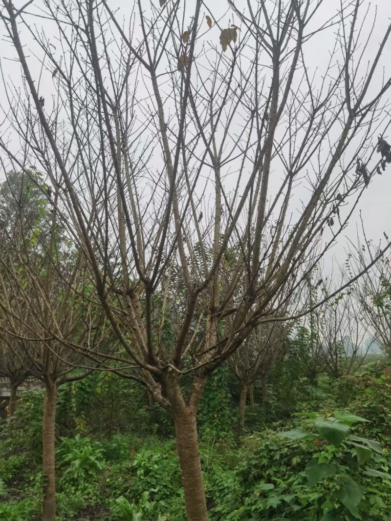 樱花，规格齐全，量大从优，保质保量