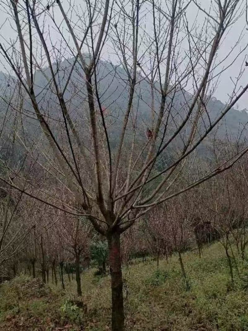 樱花，规格齐全，量大从优，保质保量