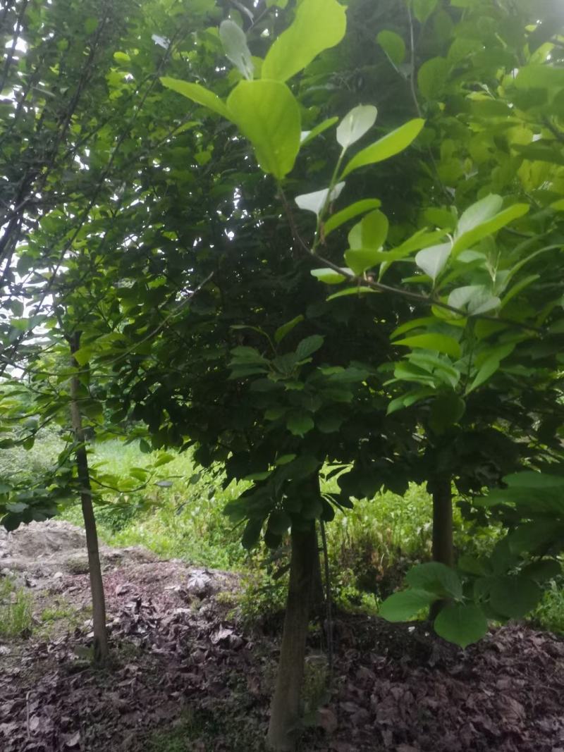 白玉兰，规格齐全，量大从优，保质保量