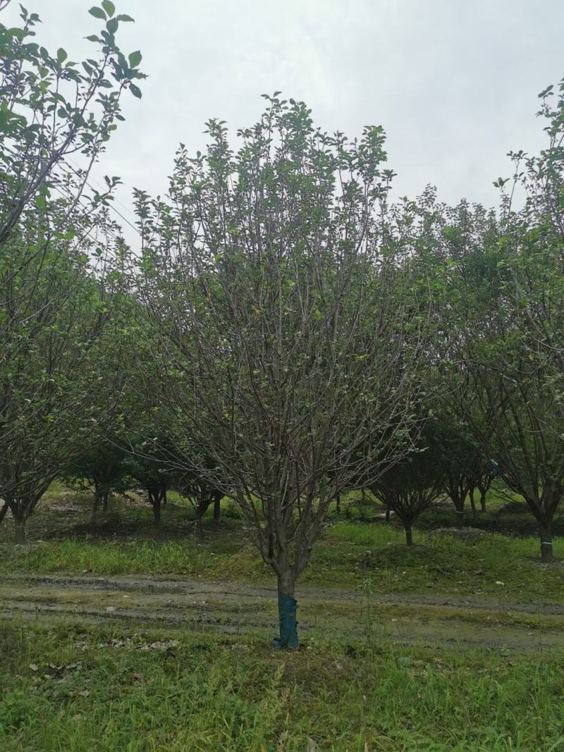 八棱海棠。，规格齐全，量大从优