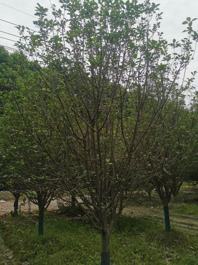 八棱海棠。，规格齐全，量大从优