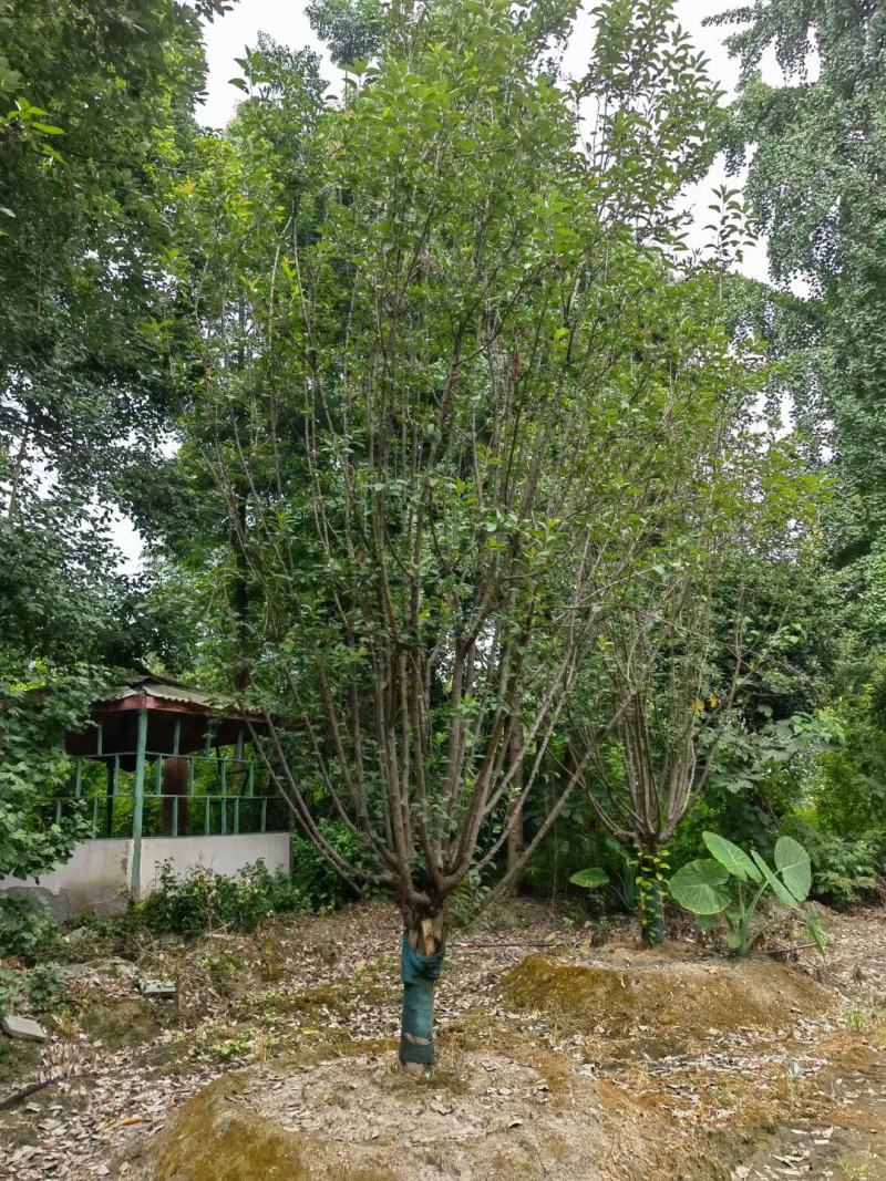 八棱海棠。，规格齐全，量大从优