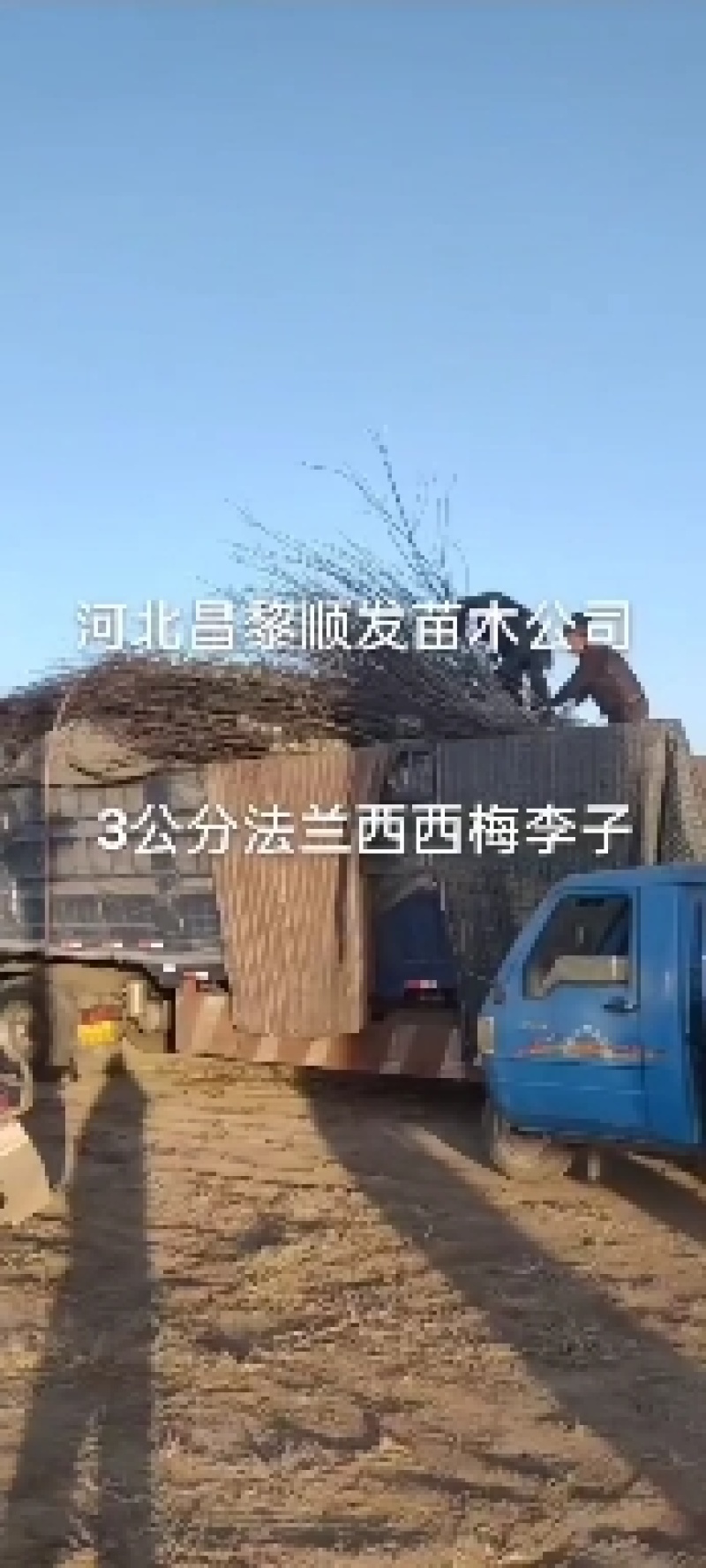 国丰七号李子苗，3000亩李子苗专业种植基地，公司基地