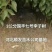 国丰七号李子苗，3000亩李子苗专业种植基地，公司基地