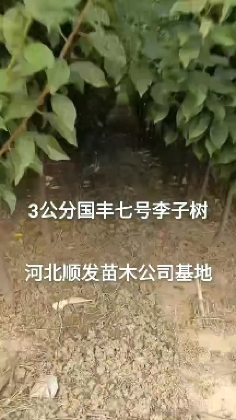 国丰七号李子苗，3000亩李子苗专业种植基地，公司基地